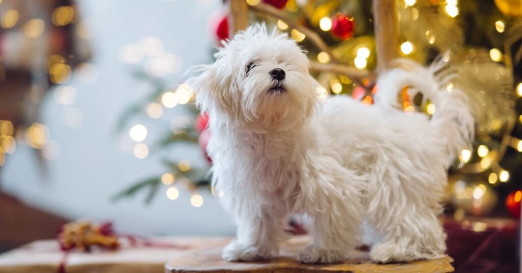 maltese yorkie mix breed information & complete care guide 