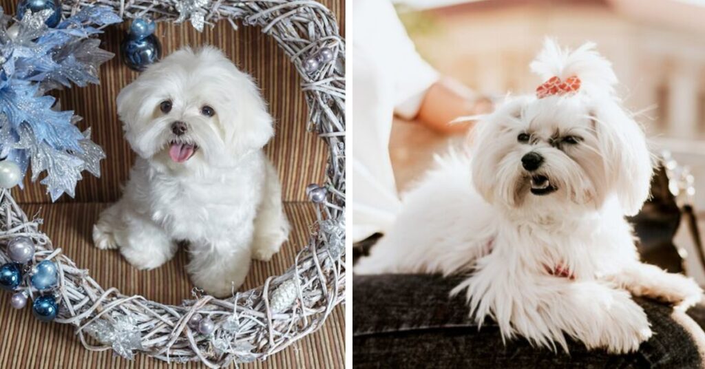 origin & history maltese yorkie mix,