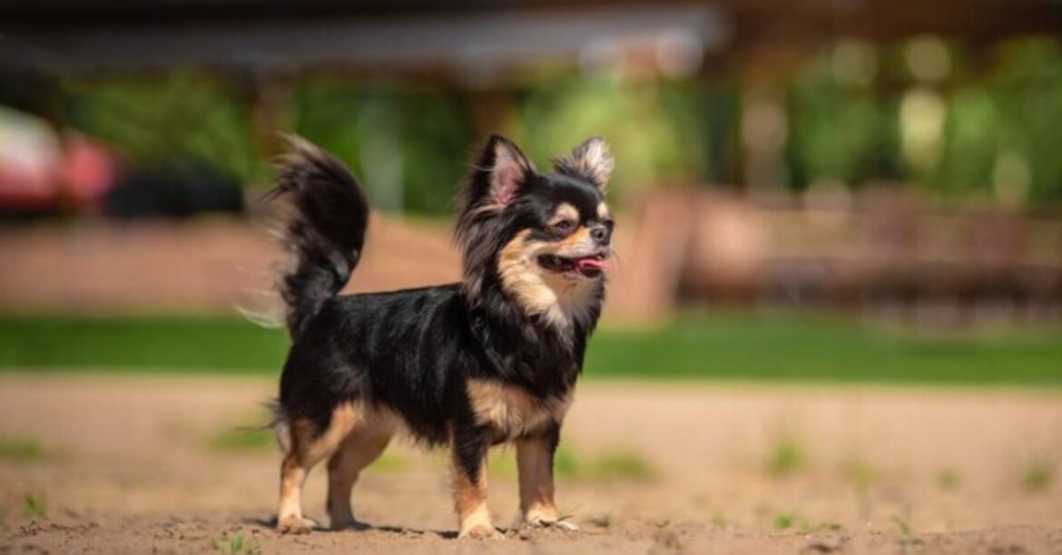 Rat Terrier Chihuahua Mix|Complete Breed Guide & Care Tips - Chihuahua Nest