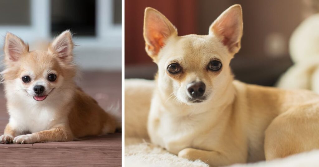 pitbull chihuahua mix dog breed guide and care tip