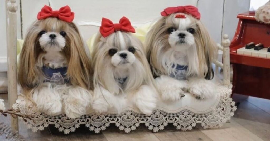 pomchi temperament understanding the psychological profile (1)