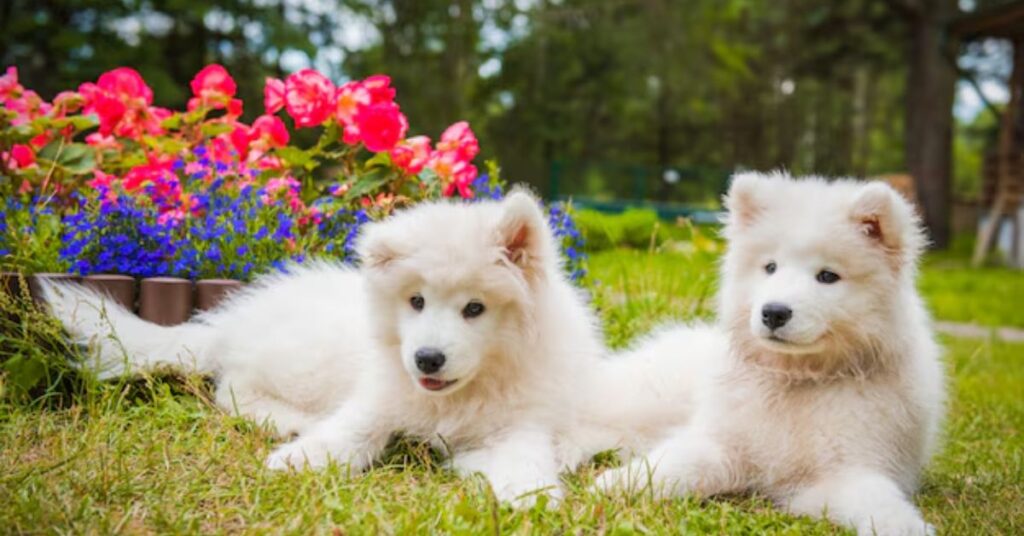 pomchi temperament understanding the psychological profile