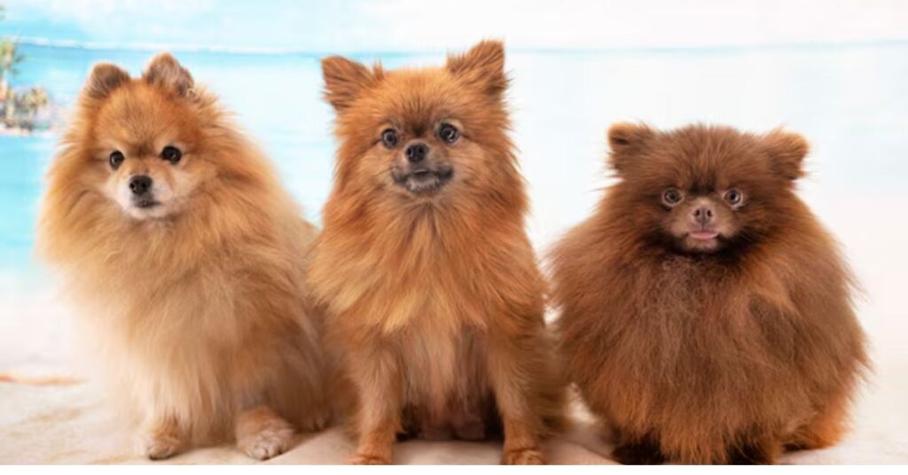  pomeranian chihuahua mix