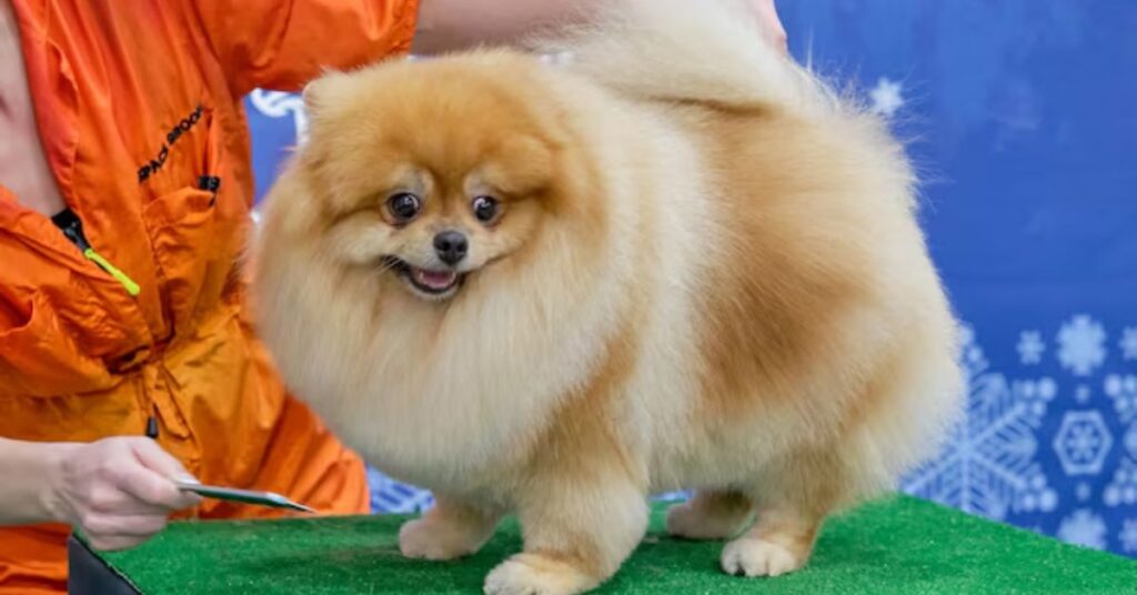 pomeranian chihuahua mix grooming