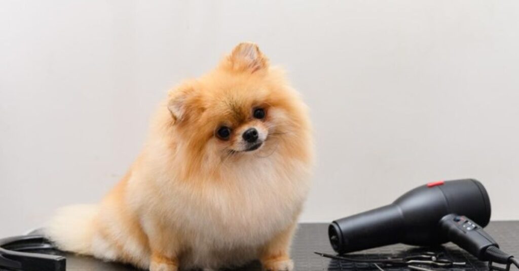 pomeranian chihuahua mix grooming guide in detail