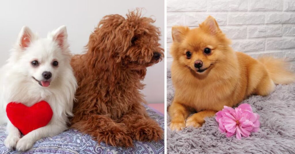 pomeranian chihuahua mix health care