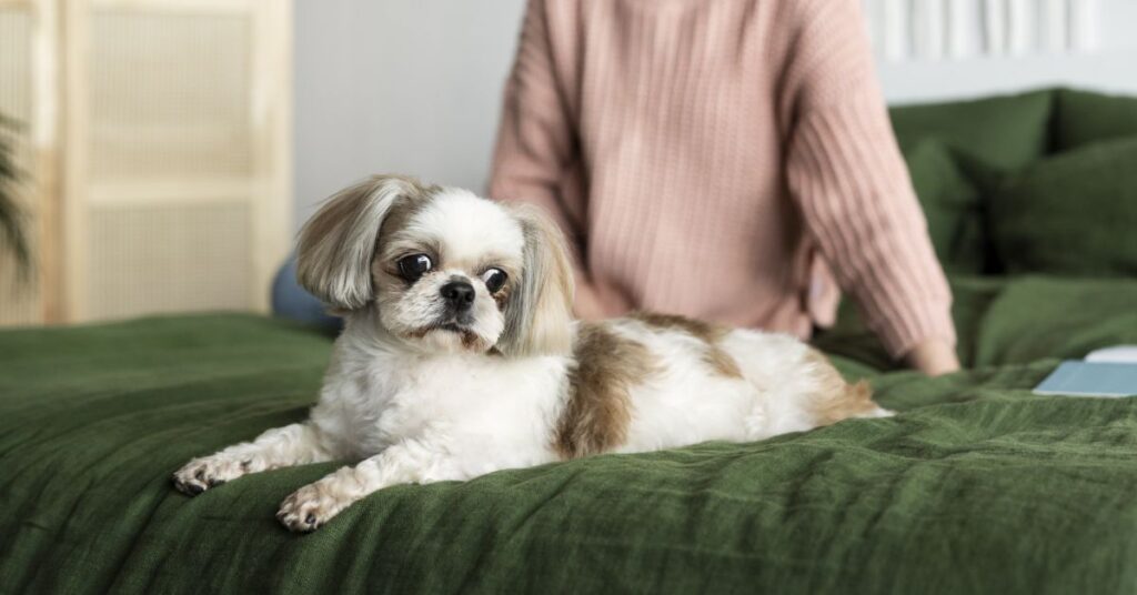 How Long Do Yorkies Live? Average Lifespan & Care Tips proven care strategies for a long, healthy