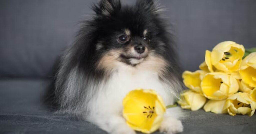 pomeranian health