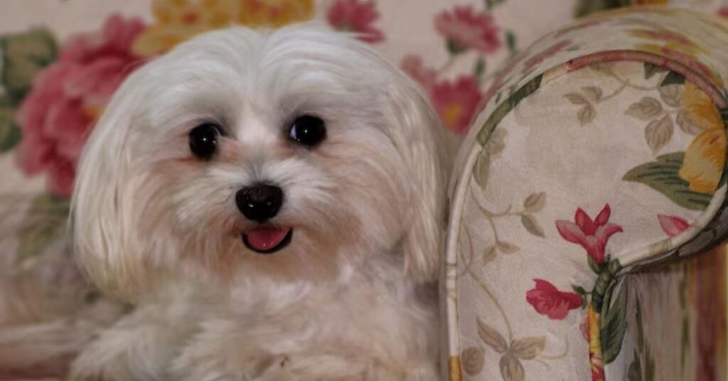 Teacup Yorkie, Size, Care, Personality, and Facts teacup yorkie,