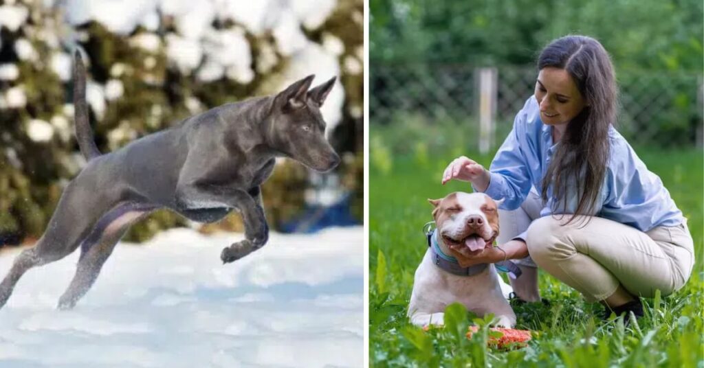 temperament of the pitbull chihuahua mix (1)