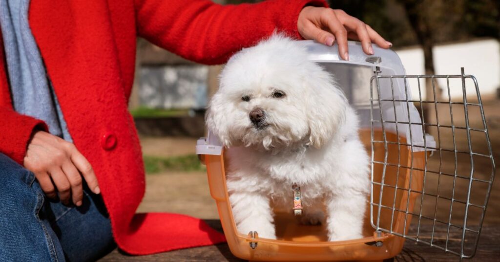 Dachshund Mixed Chihuahua Complete Breed Guide & Care tips for purchasing this small hybrid dog