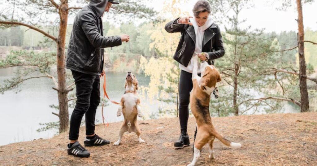 Rat Terrier Chihuahua Mix|Complete Breed Guide & Care Tips training tips for small hybrid dogs