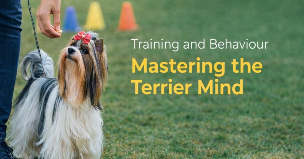 training and behaviour mastering the terrier mind