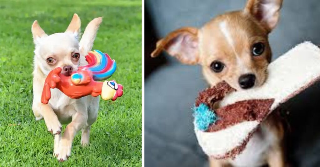 Training a Pitbull Chihuahua Mix
