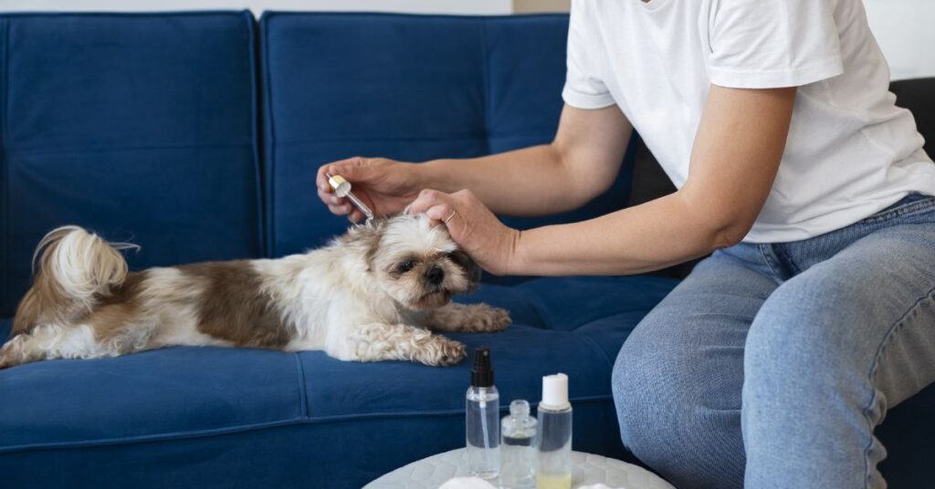 How Long Do Yorkies Live? Average Lifespan & Care Tips what affects a yorkie’s life expectancy