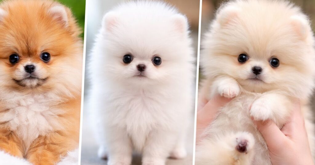 Teacup Pomeranian