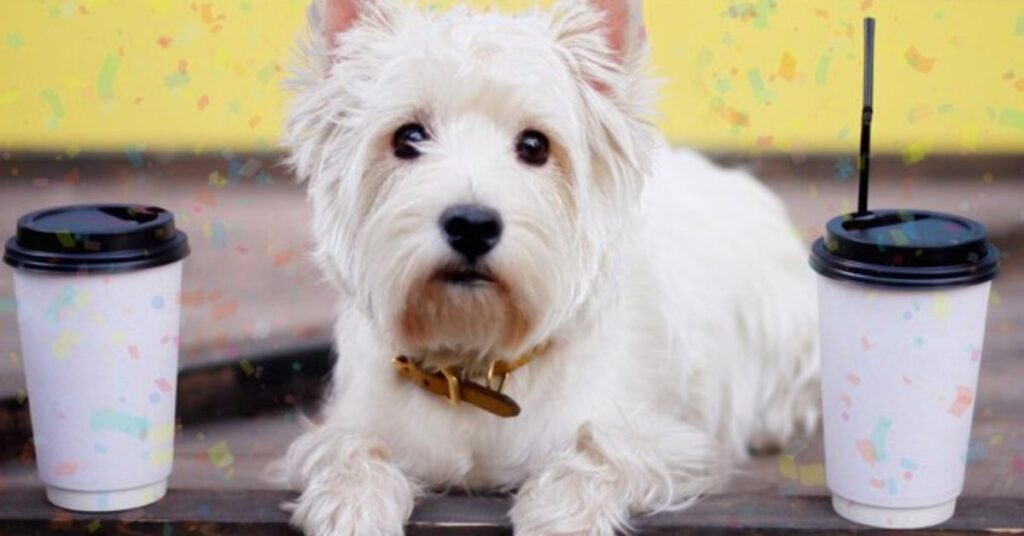 Teacup Yorkie, Size, Care, Personality, and Facts what is a teacup yorkie