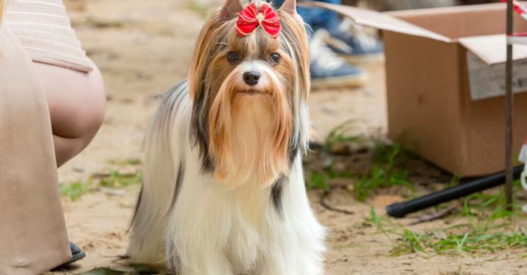 How Long Do Yorkies Live? Average Lifespan & Care Tips why understanding yorkie lifespan matters