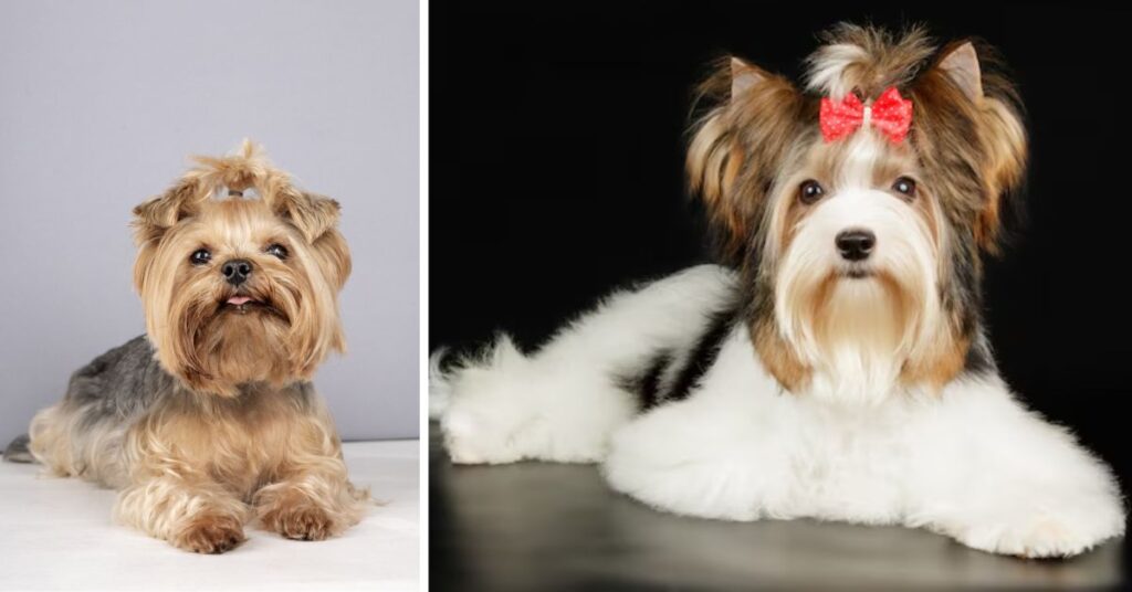yorkie poo coat type and colors