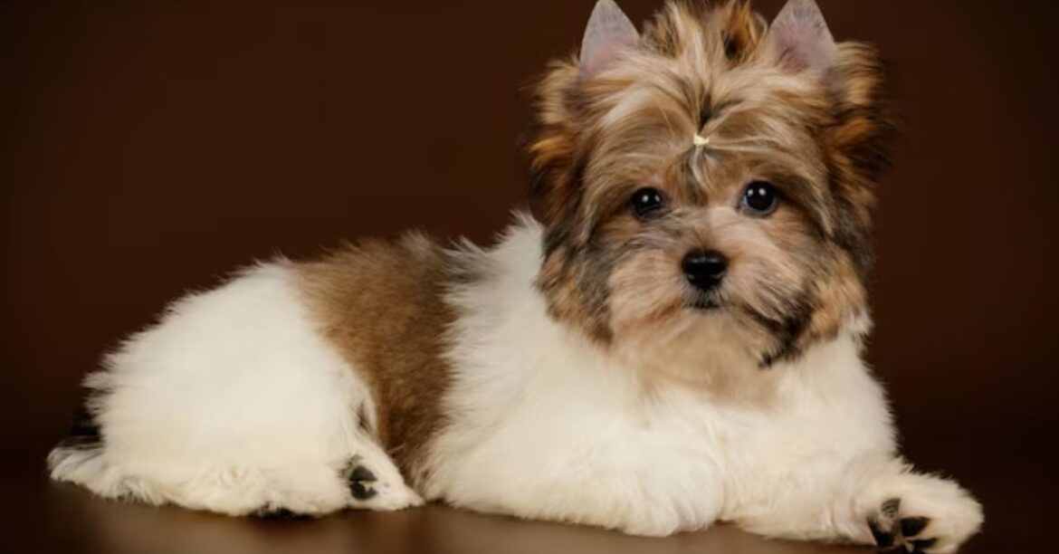 yorkie poo dog