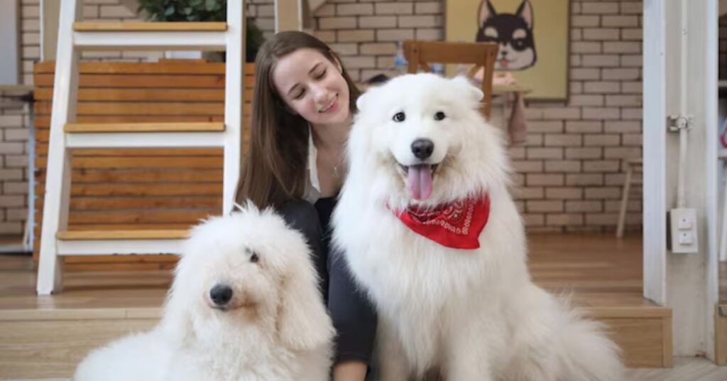 yorkie poo size, appearance, and coat