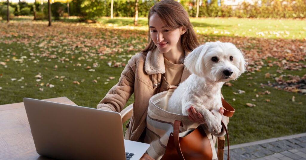 How Long Do Yorkies Live? Average Lifespan & Care Tips yorkshire terrier life expectancy