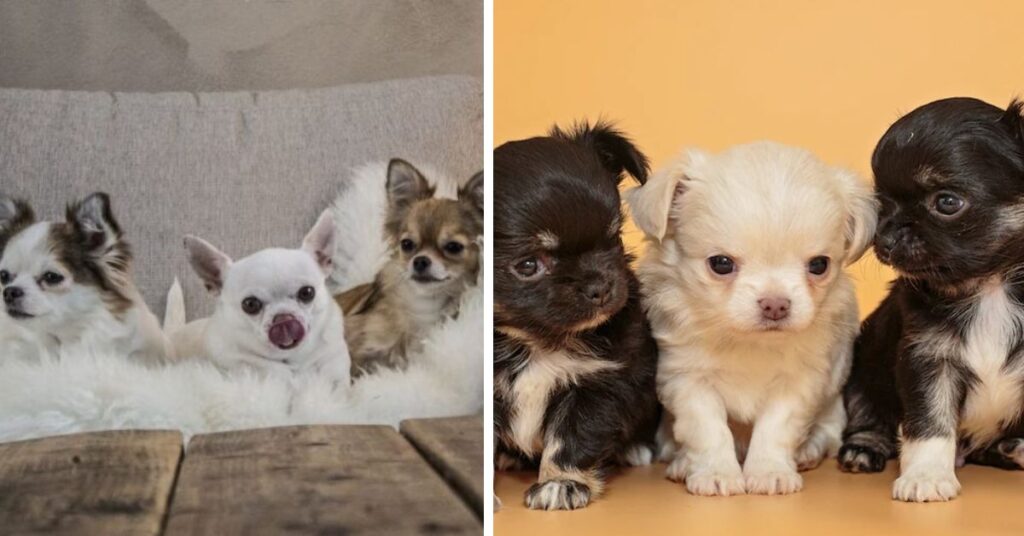 Living Environment for the Pitbull Chihuahua Mix
