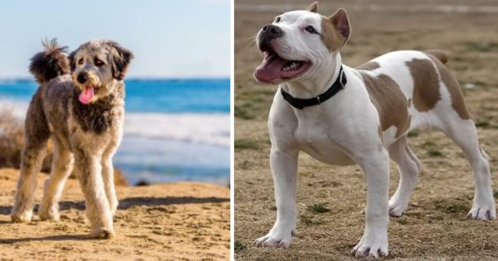 Is the Pitbull Chihuahua Mix Right for You
