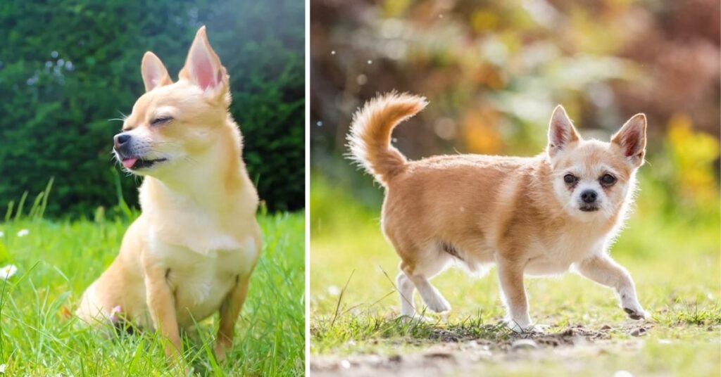 Buying a Pitbull Chihuahua Mix
