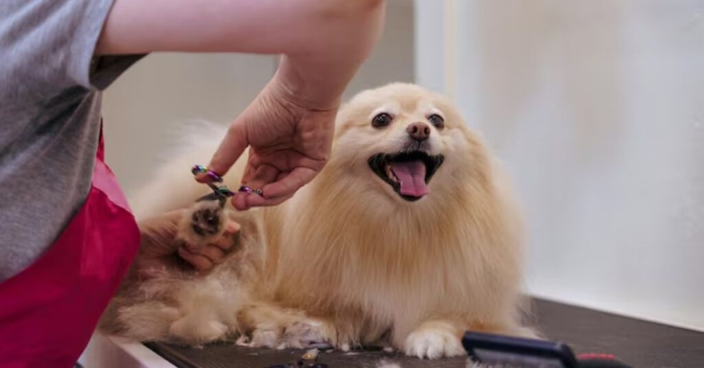 Best Toenail Clippers for Thick Nails, Seniors, and Professional Foot Care How to Trim Thick or Fungal Toenails Safely at Home