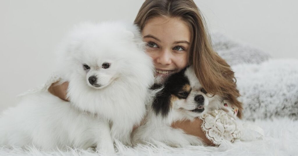 Grooming Needs of the Pitbull Chihuahua Mix
