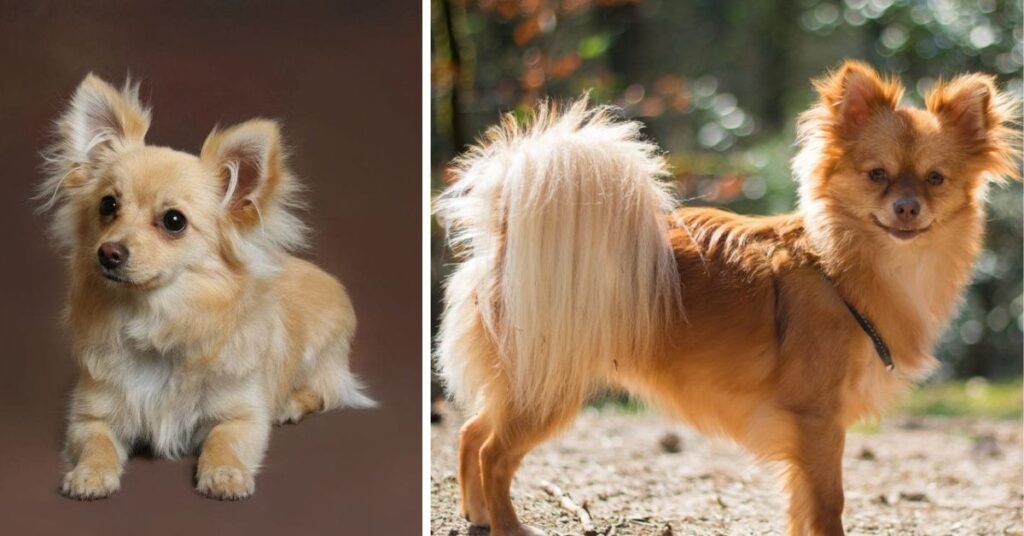 Pitbull Chihuahua Mix and Other Pets
