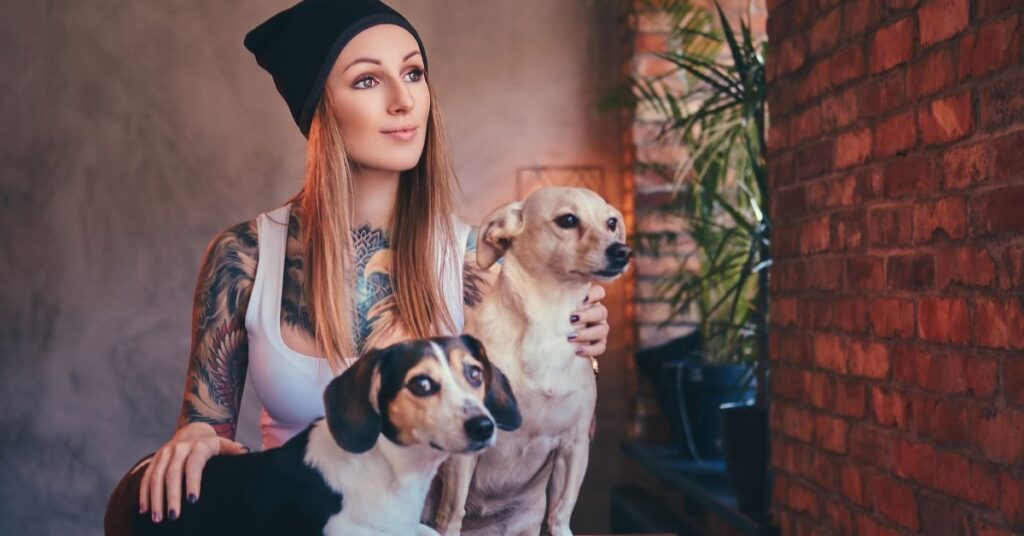 Pitbull Chihuahua Mix Lifespan
