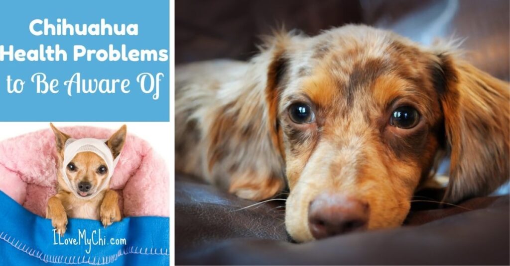 Health Issues in the Pitbull Chihuahua Mix
