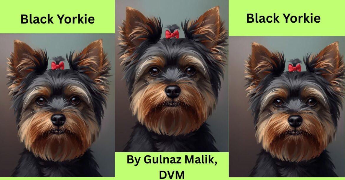 black yorkie