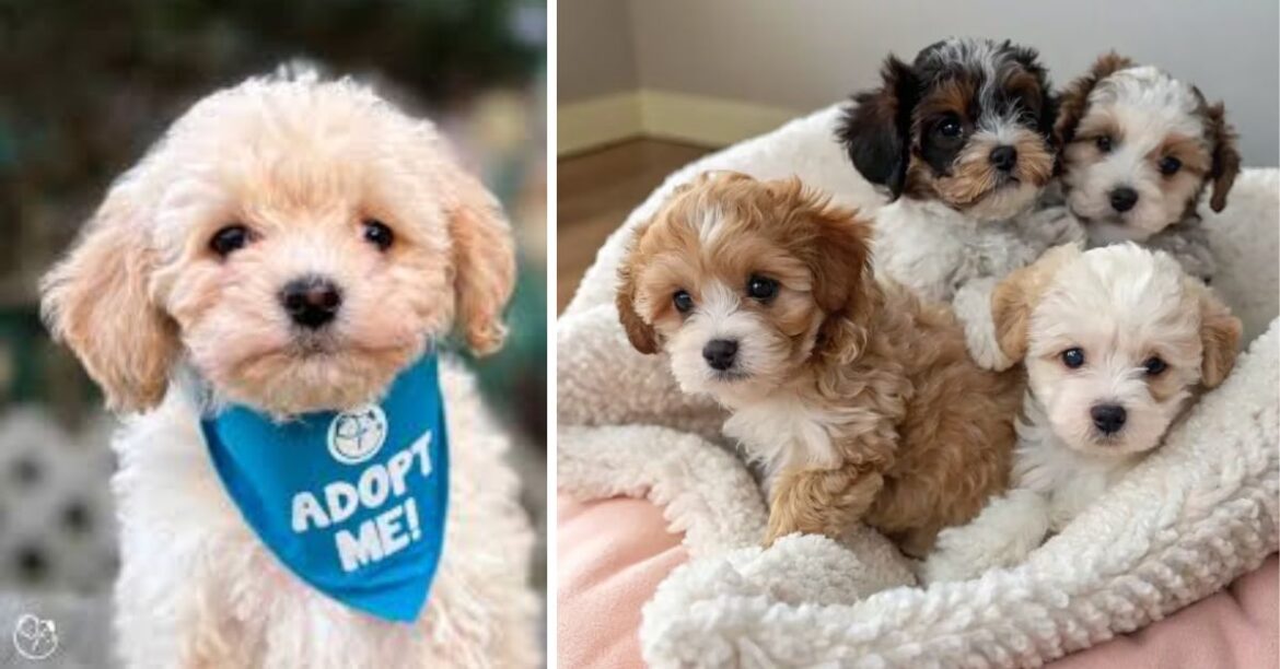 Chihuahua Poodle Mix (Chipoo)|Size, Lifespan & Care Guide 2026 ...