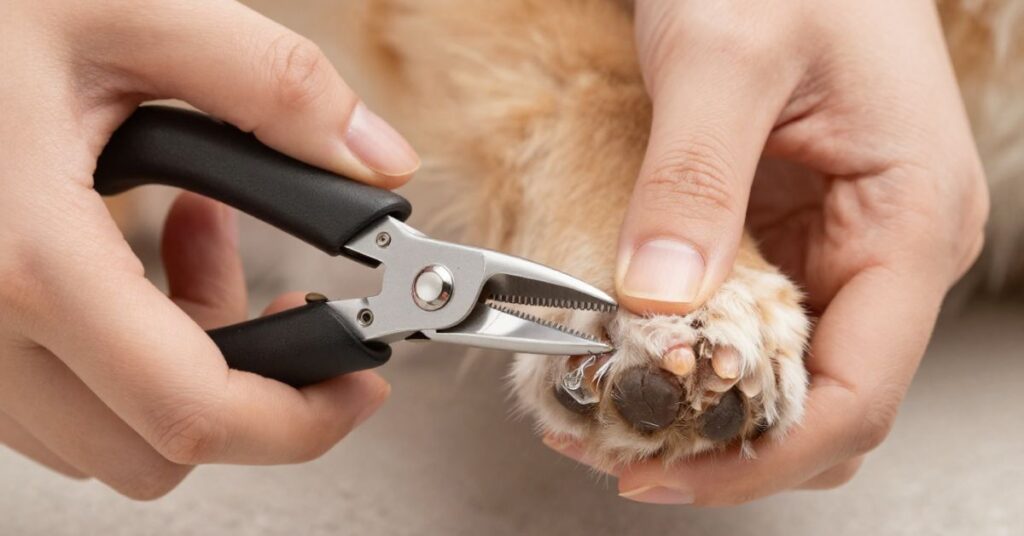 how often to use the best dog nail clippers