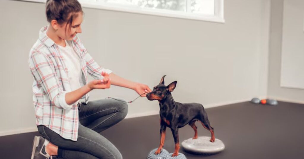 how to stop chihuahua barking (step by step training system)