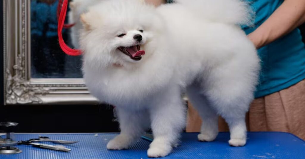 specialized care for your white yorkie