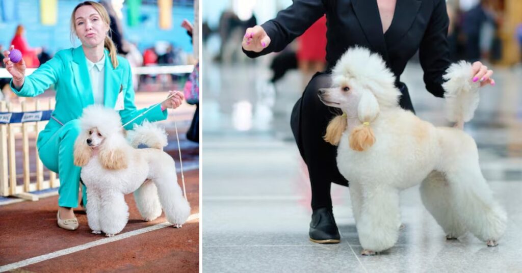 training your white yorkie for success