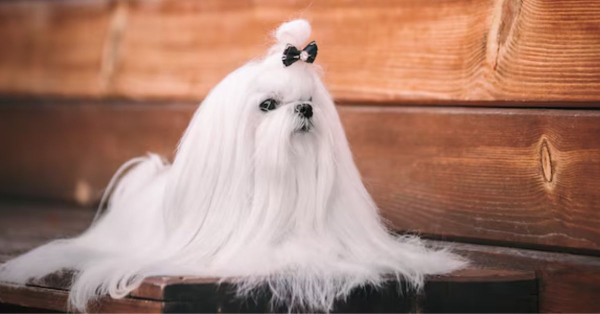 what exactly is a white yorkie