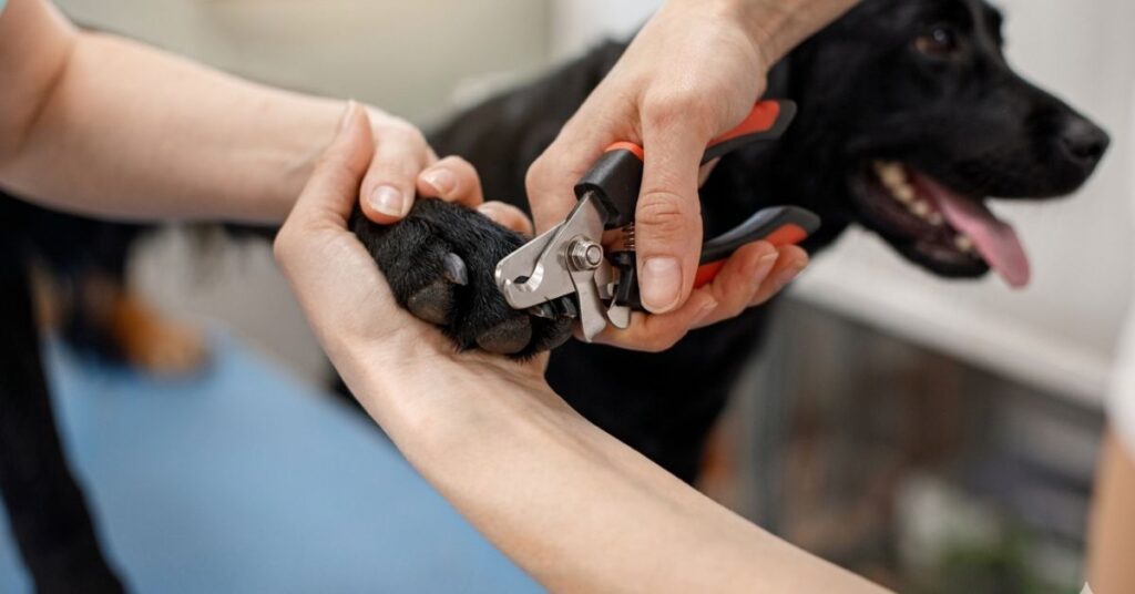 πΆπΏ Best Pruning Clippers for Dogs | Complete Expert Guide dogs in pet friendly gardens