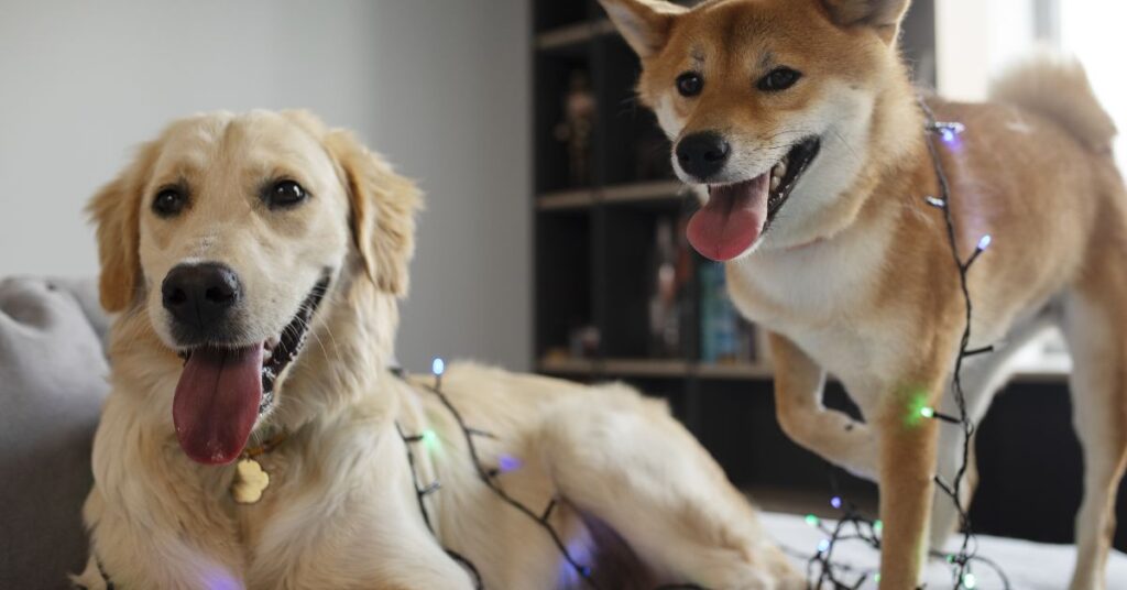  pitbull puppies appearance and size