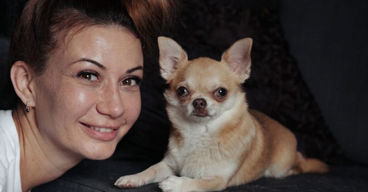 chihuahua for sale or adoption near 63822 complete guide
