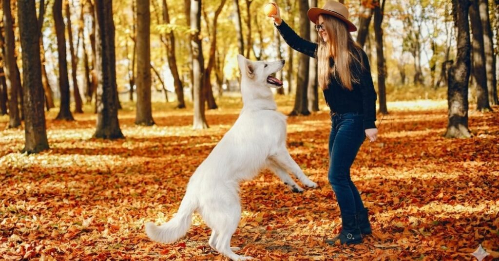 chihuahua for sale or adoption near 63822 training and behavior