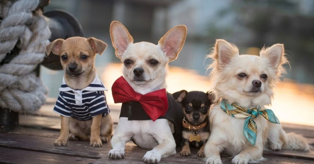  63822 where to find them