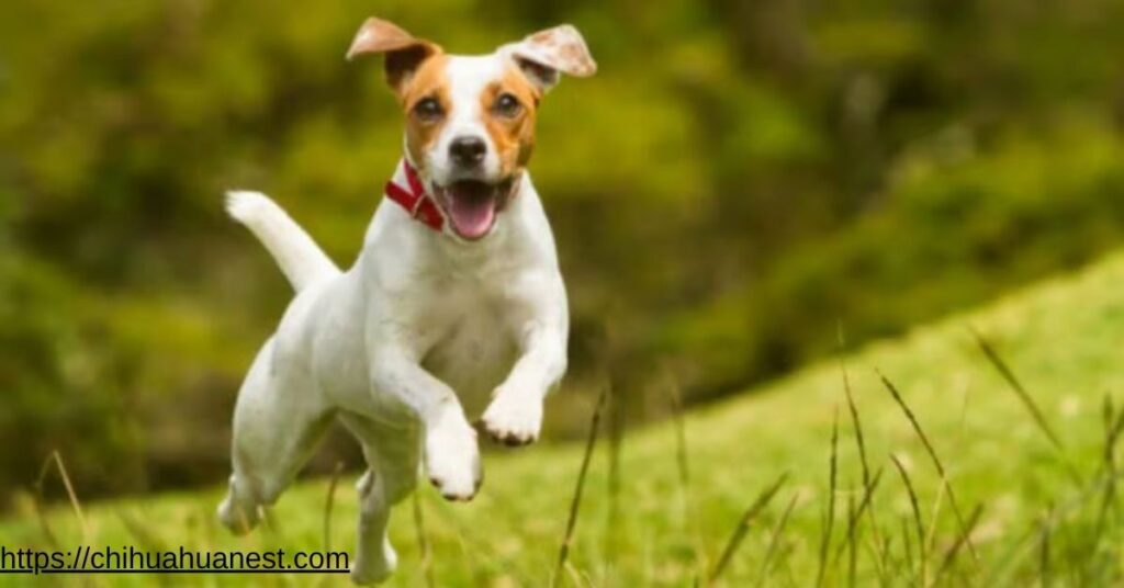 jack russell and chihuahua mix exercise needs