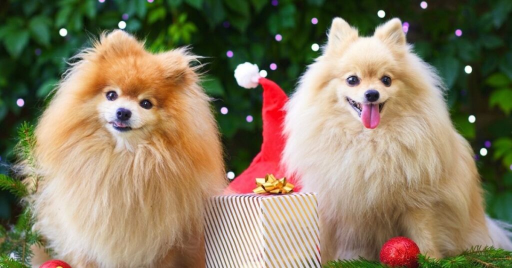 dog care and grooming