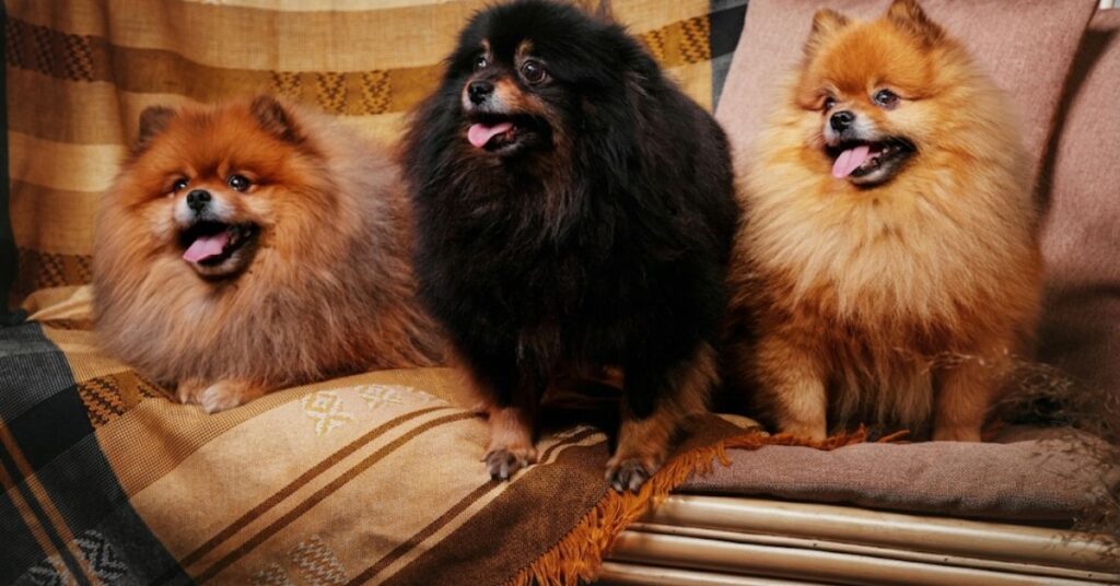 merle pomeranian dog health issues