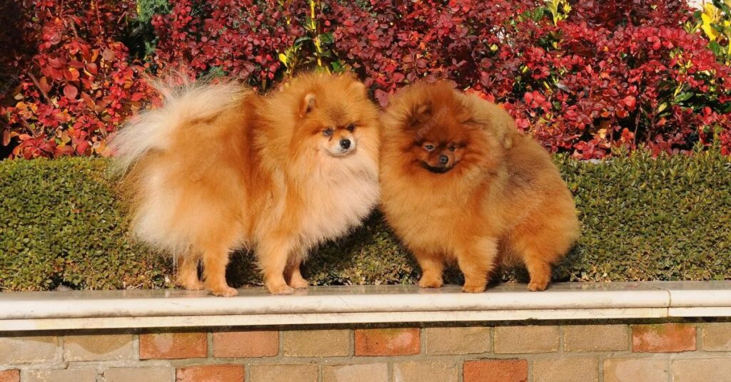 merle pomeranian dog overview